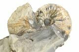 Iridescent Ammonite (Hoploscaphites) Fossil - Montana #316590-2